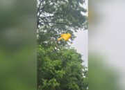 Jaringan Kabel Terganggu, Lampu Jalan di Kima IV Padam Sementara