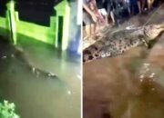 Geger! Buaya Raksasa Berkeliaran di Permukiman Banjir Makassar