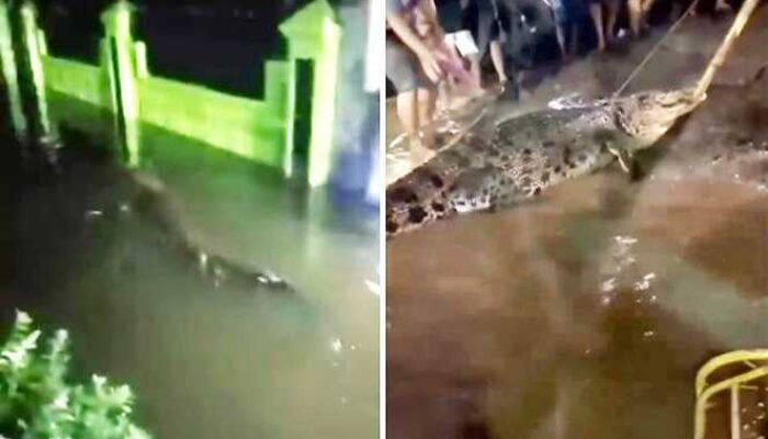 Geger! Buaya Raksasa Berkeliaran di Permukiman Banjir Makassar