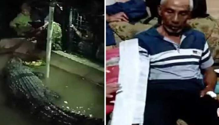 Nyaris Kehilangan Tangan, Pria 60 Tahun Diterkam Buaya di Cimory