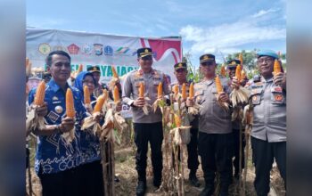 Kapolres Gowa Pimpin Panen Raya Jagung di Kecamatan Bajeng