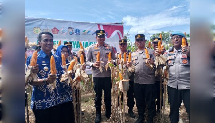 Kapolres Gowa Pimpin Panen Raya Jagung di Kecamatan Bajeng