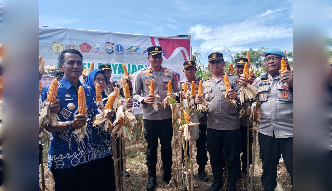 Kapolres Gowa Pimpin Panen Raya Jagung di Kecamatan Bajeng