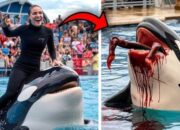 Heboh Video Pelatih Lumba Lumba Diserang Paus Orca Ini Faktanya