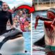Heboh Video Pelatih Lumba Lumba Diserang Paus Orca Ini Faktanya