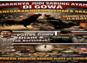 Gowa Seolah Tanpa Hukum, Sabung Ayam Bebas Jalan, Siapa Lindungi?
